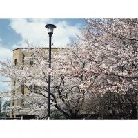 本部構内・法経本館中庭・桜