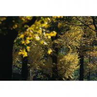 北部構内の黄葉する木々