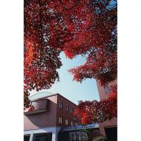 医学部構内の紅葉する木々（医・基礎校舎群）