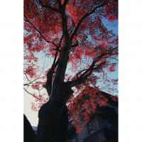 病院構内の紅葉する木々（化学研究所本館）
