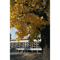 黄葉する総合体育館前の銀杏並木