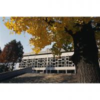 黄葉する総合体育館前の銀杏並木