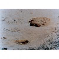 200万年前の象の足跡